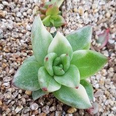 해빛다육 다육식물 다육이 국민다육 마리아복륜금