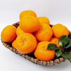 레드향솔림농원