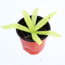 벌레잡이제비꽃