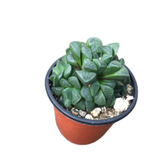 초록플랜트