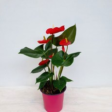 안스리움비타리폴리움