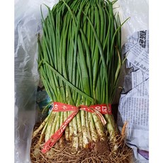 국내산 흙파 뿌리있는 흙쪽파 싱싱한 쪽파 파김치, 1개, 1kg