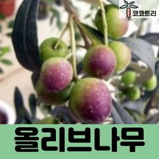 [코코트리] 올리브나무, 1개, 올리브(일반종) 삽목1년 포트
