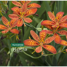 주황 범부채 [3포트](복남이네 야생화 모종 붓꽃 아이리스 릴리 iris 오렌지 여름), 1개