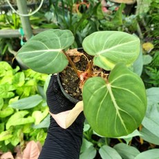 필로덴드론글로리오섬