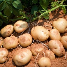 산지직송 햇감자 특5kg 수미감자 알감자 국내산 제철 감자, (대)(찜용) 5kg, 5kg, 1개