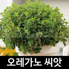 오레가노 씨앗 오래가노 씨앗 허브 oregano 1000알, 1개