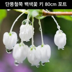 단풍철쭉 백색꽃 키 80cm 포트 꽃나무 조경수 관상수 묘목