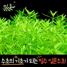 [미초] 로타라 그린 수초 20촉 / 유경 수초 / 초보자 수초 / 어항 수초