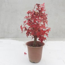 0352f48638451b9022344b509082557c7f2fd7ed156c39f29e1e44feed03.JPG