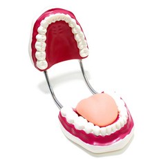 구강교육치아모형대형