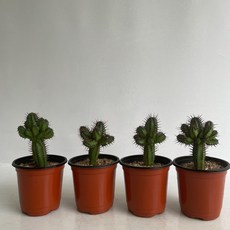홍기린