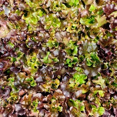 추천5 모종파는곳