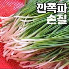 실파쪽파