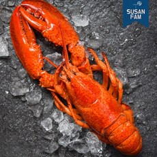 캐나다 자숙랍스터 대사이즈 5미 (마리당 실중량 약450-500g) 냉동 랍스터, 450-500 5미, 1개