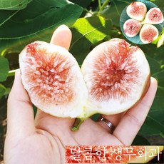 무화과당일배송