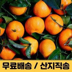 귤 제주감귤 제주귤 밀감 타이벡 노지감귤 조생 극조생 3kg 5kg 10kg 햇 고당도 가정용 감귤농장 산지직송 택배, 노지 로얄과 3kg (30~40개들입)