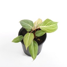 필로덴드론글로리오섬