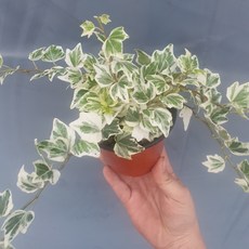 10~25cm 59 수성아이비 소품 반려식물
