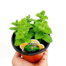모히또용민트