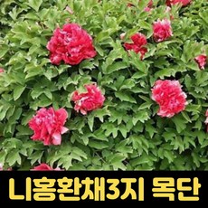 니홍환채 목단묘목 꽃, 1개