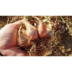 국산토종쪽파종자/씨앗/종구/모종, 1kg, 1개