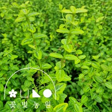 줄사철나무