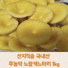 노란버섯