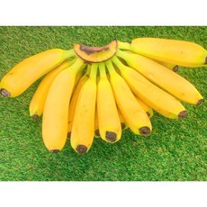 [물가안정찾기] 고당도 바나나 대용량 수입 2.5kg~14kg, 1박스, 수입바나나 2수 [2.5-3KG내외]