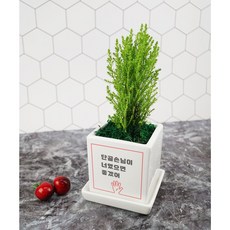 개업화분 오픈축하 개별메세지 고기집 카페 미용실 네일샵 옷가게 식당 사무실 학원 병원선물, 고정1.단골손님, 홍콩야자, 1개