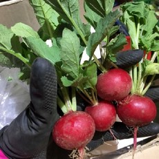 방울무 레디쉬 500G 레디시 국내산, 방울무500G