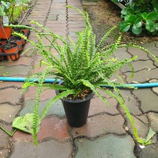 30~50cm 59 더피고사리 중품