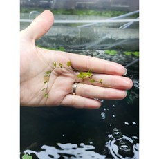 시노부고케 모스 1줄기 15잎 전후 [체리새우/crs새우/생이새우키우기] 애완관상용새우은신처수초
