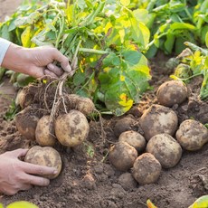 [이푸른] 제주 감자 2.5kg (개당 100-250g), 1개