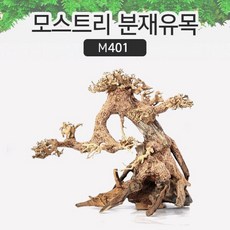 SM 프리미엄 베트남 분재유목 [M401], 1개