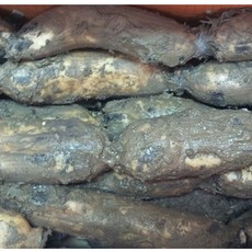 부평마그네 국내산 연근 특품, 1kg