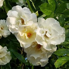 섬머스노우장미