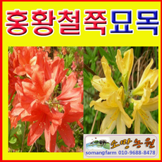 (D소망)홍황철쭉 묘목(키30센치) 5그루(선택형)