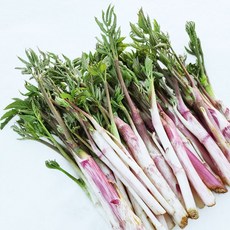 오늘의채소 눈꽃땅두릅 1kg, 1개