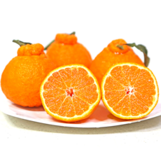 청아원 산지직송 제주 한라봉 10kg, 1개, 5kg (혼합과)