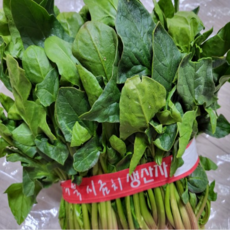 국산 해풍맞은 남해노지시금치 통영시금치 1kg 2kg 내외 비진도 시금치 통영 시금치 노지시금치 남해시금치 노지 남해 해풍 시금치, 1개