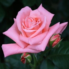 15ec2bc64798e69d9637c6fd044a6a06b87a5f9cbf7c8bd02b25ea3fe3c5.jpg