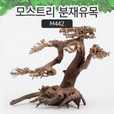 샘아쿠아 모스트리 분재유목(L) [ M442 ] - 오른쪽용 모스 활착 수초