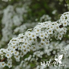 [나무인] 조팝나무 개화주 5그루, 5개