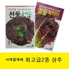 가을상추