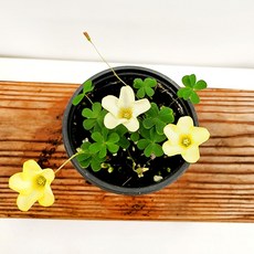 사랑초키우기