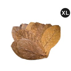 고피쉬 탄토라 알몬드잎 XL 18-30cm (10장), 1개