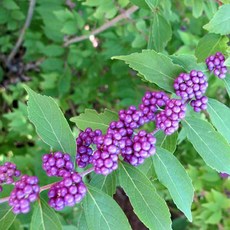 [새싹에서 나무까지] 좀작살나무 (키1~1.2m) 개화_결실주 (1단_5주)_관목_울타리나무