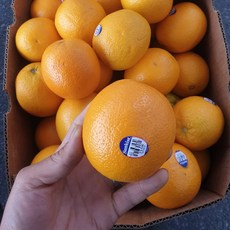 [FOODLAB] 발렌시아 오렌지 중과 30개입 (200g 내외), 30개