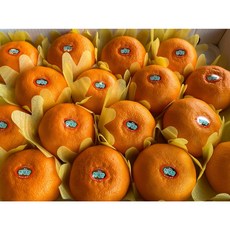 제주 섬모르 천혜향 [제주소나이] 3kg 5kg, 1박스, 3kg 개별포장 / 중대과(12수내외